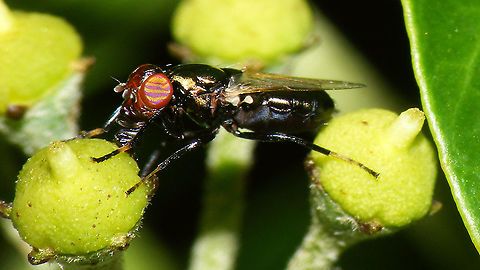 Physiphora alceae Fairly rare, small fly with beautifully striped eyes and the strangest rostrum... should try to get better images, but glaring sunlight and restless subject were not helpful today *rolleyes*

Jeroen has a much better image of this peculiar little fly here:
https://www.jungledragon.com/image/40480/physiphora_alceae.html Brachycera,Diptera,Jane's garden,Physiphora,Physiphora alceae,Ulidiidae,Ulidiinae,Ulidiini