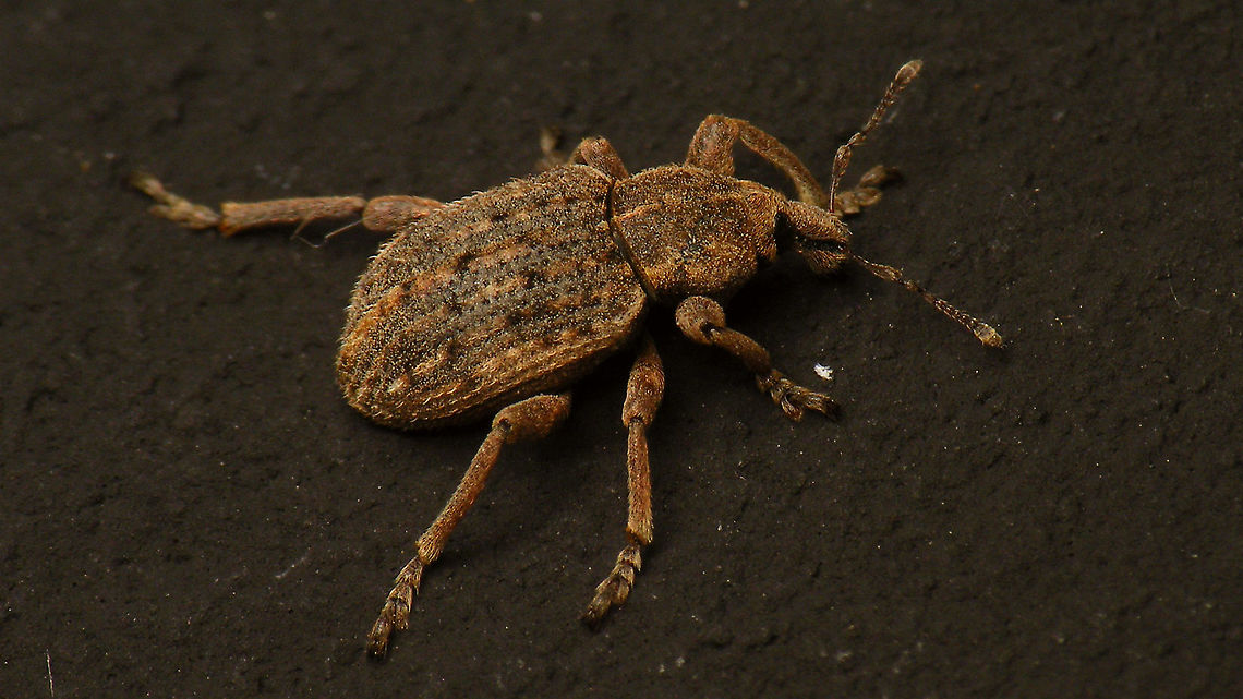 Brachypera zoilus This species has been known under a variety of (sub)genus names over the past years. To my knowledge the most recent valid status would be Brachypera zoilus. Other recent combinations in wide usage would heave been Hypera zoilus and Donus (Antidonus) zoilus.  Alerdinck,Antidonus,Brachypera zoilus,Curculionidae,Curculionoidea,Donus,Geotagged,Hypera zoilus,Hyperinae,Hyperini,Netherlands,Weevil