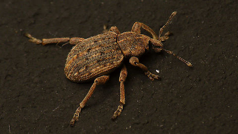 Clover leaf weevil