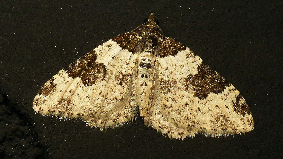 Xanthorhoe fluctuata  Alerdinck,Garden carpet,Geometridae,Geotagged,Netherlands,Xanthorhoe,Xanthorhoe fluctuata,nl: Zwartbandspanner