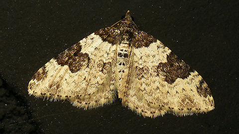 Xanthorhoe fluctuata  Alerdinck,Garden carpet,Geometridae,Geotagged,Netherlands,Xanthorhoe,Xanthorhoe fluctuata,nl: Zwartbandspanner