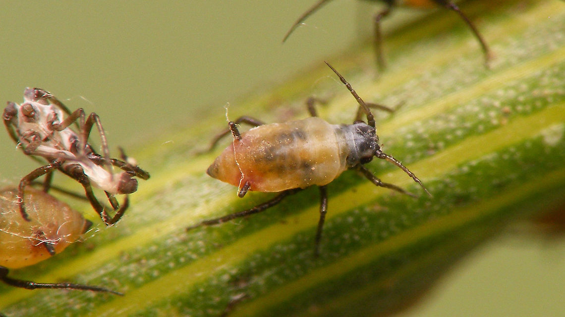 Hyadaphis foeniculi - Younger nymph of alate Lots of these on Hogweed (Heracleum sphondylium), providing ample food for about six species of ladybirds and some plant bugs.       Alerdinck,Aphid,Aphididae,Aphidoidea,Fly honeysuckle aphid,Hemiptera,Heracleum sphondylium,Hogweed,Hyadaphis,Hyadaphis foeniculi,Sternorrhyncha