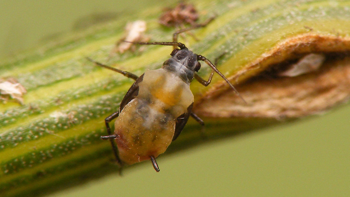 Hyadaphis foeniculi - Mature nymph of alate Lots of these on Hogweed (Heracleum sphondylium), providing ample food for about six species of ladybirds and some plant bugs.       Alerdinck,Aphid,Aphididae,Aphidoidea,Fly honeysuckle aphid,Hemiptera,Heracleum sphondylium,Hogweed,Hyadaphis,Hyadaphis foeniculi,Sternorrhyncha