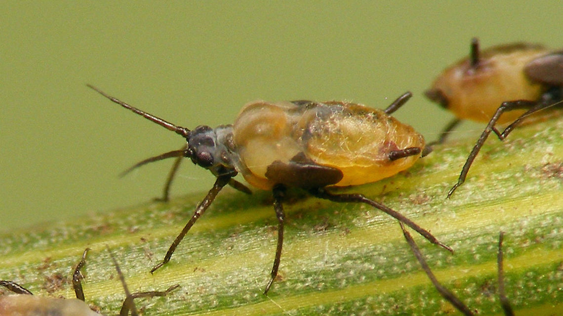 Hyadaphis foeniculi - Mature nymph of alate, lateral Lateral view, uploaded to illustrate answer to question here:<br />
<figure class="photo"><a href="https://www.jungledragon.com/image/102150/hyadaphis_foeniculi_-_mature_nymph_of_alate.html" title="Hyadaphis foeniculi - Mature nymph of alate"><img src="https://s3.amazonaws.com/media.jungledragon.com/images/3043/102150_thumb.jpg?AWSAccessKeyId=05GMT0V3GWVNE7GGM1R2&Expires=1759968010&Signature=a3ksjb7SZHpEAqyUxh3uMBe3PxY%3D" width="200" height="114" alt="Hyadaphis foeniculi - Mature nymph of alate Lots of these on Hogweed (Heracleum sphondylium), providing ample food for about six species of ladybirds and some plant bugs.       Alerdinck,Aphid,Aphididae,Aphidoidea,Fly honeysuckle aphid,Hemiptera,Heracleum sphondylium,Hogweed,Hyadaphis,Hyadaphis foeniculi,Sternorrhyncha" /></a></figure> Alerdinck,Aphid,Aphididae,Aphidoidea,Fly honeysuckle aphid,Hemiptera,Heracleum sphondylium,Hogweed,Hyadaphis,Hyadaphis foeniculi,Sternorrhyncha