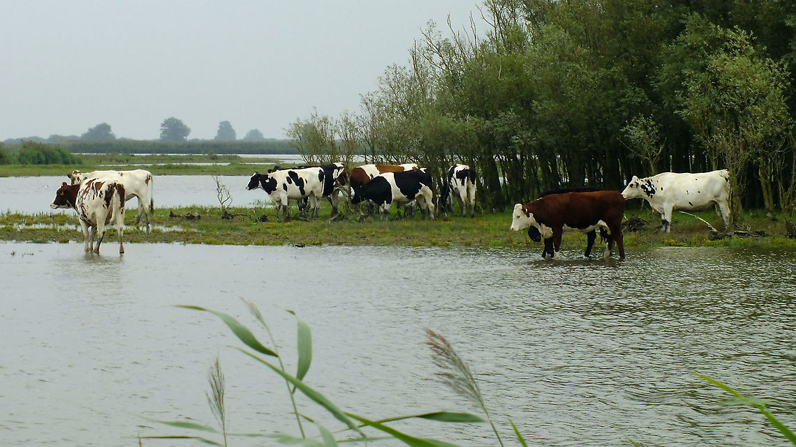 One dreary afternoon in Frisia Seemingly totally unaffected by drizzle and wet feet Artiodactyla,Bos,Bos primigenius taurus,Bovidae,Cattle,Friesland,Geotagged,Lauwersmeer,Netherlands,nl: Rund