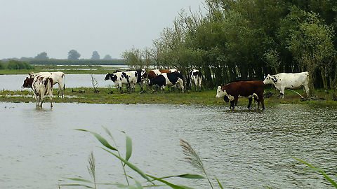 One dreary afternoon in Frisia Seemingly totally unaffected by drizzle and wet feet Artiodactyla,Bos,Bos primigenius taurus,Bovidae,Cattle,Friesland,Geotagged,Lauwersmeer,Netherlands,nl: Rund