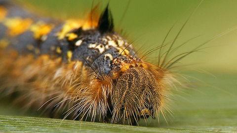 Euthrix potatoria - Caterpillar, portrait Full caterpillar here:
https://www.jungledragon.com/image/102308/euthrix_potatoria_-_caterpillar.html
 Caterpillar,Drinker,Euthrix,Euthrix potatoria,Geotagged,Lasiocampidae,Lasiocampoidea,Lauwersmeer,Netherlands,Pinarinae,Selenepherini,nl: Rietvink