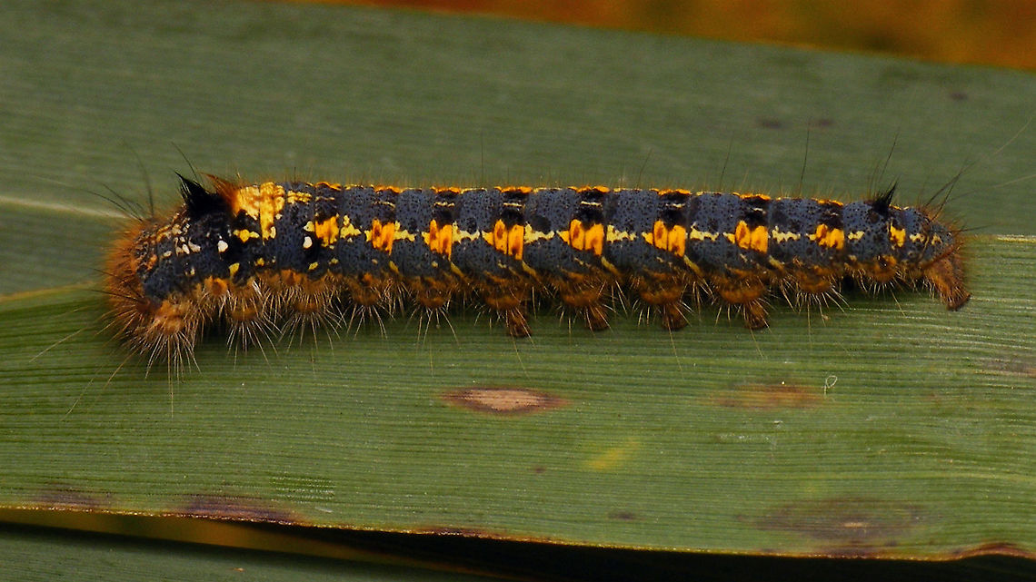 Euthrix potatoria - Caterpillar Mid-instar caterpillar<br />
Portrait here:<br />
<figure class="photo"><a href="https://www.jungledragon.com/image/102307/euthrix_potatoria_-_caterpillar_portrait.html" title="Euthrix potatoria - Caterpillar, portrait"><img src="https://s3.amazonaws.com/media.jungledragon.com/images/3043/102307_thumb.jpg?AWSAccessKeyId=05GMT0V3GWVNE7GGM1R2&Expires=1767225610&Signature=eUWX7mVzy2FCLCMBqWSgmsgDGBY%3D" width="200" height="114" alt="Euthrix potatoria - Caterpillar, portrait Full caterpillar here:<br />
https://www.jungledragon.com/image/102308/euthrix_potatoria_-_caterpillar.html<br />
 Caterpillar,Drinker,Euthrix,Euthrix potatoria,Geotagged,Lasiocampidae,Lasiocampoidea,Lauwersmeer,Netherlands,Pinarinae,Selenepherini,nl: Rietvink" /></a></figure><br />
 Caterpillar,Drinker,Euthrix,Euthrix potatoria,Geotagged,Lasiocampidae,Lasiocampoidea,Lauwersmeer,Netherlands,Pinarinae,Selenepherini,nl: Rietvink