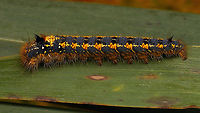 Euthrix potatoria - Caterpillar Mid-instar caterpillar<br />
Portrait here:<br />
https://www.jungledragon.com/image/102307/euthrix_potatoria_-_caterpillar_portrait.html<br />
 Caterpillar,Drinker,Euthrix,Euthrix potatoria,Geotagged,Lasiocampidae,Lasiocampoidea,Lauwersmeer,Netherlands,Pinarinae,Selenepherini,nl: Rietvink