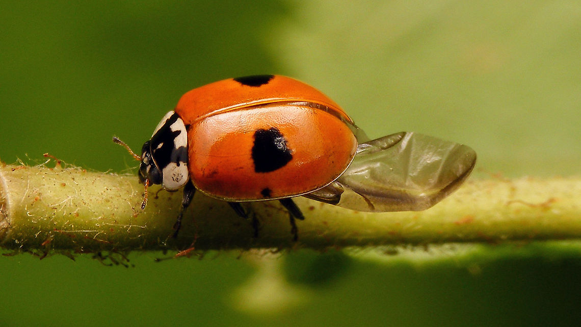 Adalia bipunctata - Retracting wings  Adalia,Adalia bipunctata,Adalia bipunctata f. typica,Coccinellidae,Coccinellinae,Coleoptera,Geotagged,Ladybird,Lauwersmeer,Netherlands,Two-spot Ladybird,Two-spotted lady beetle,nl: Tweestippelig lieveheersbeestje