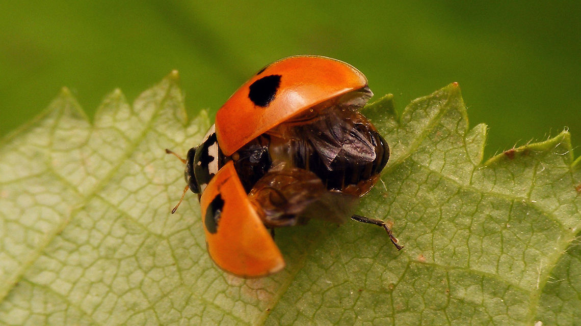 Adalia bipunctata - Excercising  Adalia,Adalia bipunctata,Adalia bipunctata f. typica,Coccinellidae,Coccinellinae,Coleoptera,Geotagged,Ladybird,Lauwersmeer,Netherlands,Two-spot Ladybird,Two-spotted lady beetle,nl: Tweestippelig lieveheersbeestje