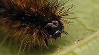 Arctia caja - Young caterpillar, portrait Full caterpillar here:<br />
https://www.jungledragon.com/image/102319/arctia_caja_-_young_caterpillar.html<br />
 Arctia,Arctia caja,Arctiina,Arctiinae,Arctiini,Caterpillar,Erebidae,Garden tiger moth,Geotagged,Lauwersmeer,Lepidoptera,Netherlands,Noctuoidea,nl: Grote beer