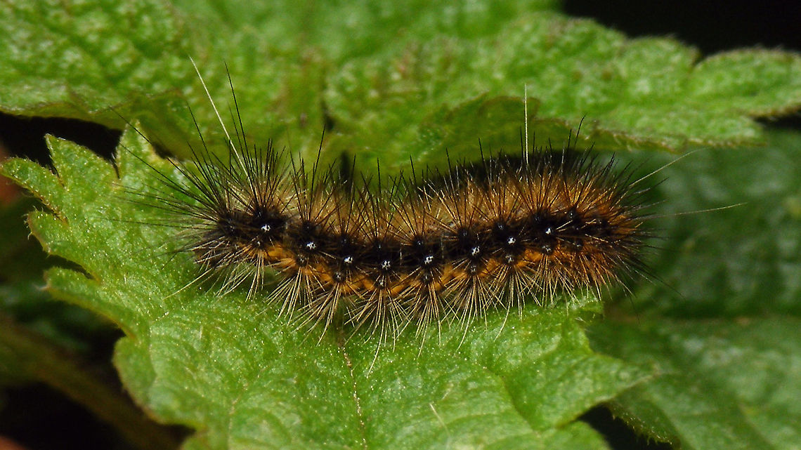 Arctia caja - Young caterpillar Around 12-14mm ...<br />
Portrait here:<br />
<figure class="photo"><a href="https://www.jungledragon.com/image/102318/arctia_caja_-_young_caterpillar_portrait.html" title="Arctia caja - Young caterpillar, portrait"><img src="https://s3.amazonaws.com/media.jungledragon.com/images/3043/102318_thumb.jpg?AWSAccessKeyId=05GMT0V3GWVNE7GGM1R2&Expires=1759968010&Signature=PXj8FI6ssK6vsZJFTc55Tvl9nC4%3D" width="200" height="114" alt="Arctia caja - Young caterpillar, portrait Full caterpillar here:<br />
https://www.jungledragon.com/image/102319/arctia_caja_-_young_caterpillar.html<br />
 Arctia,Arctia caja,Arctiina,Arctiinae,Arctiini,Caterpillar,Erebidae,Garden tiger moth,Geotagged,Lauwersmeer,Lepidoptera,Netherlands,Noctuoidea,nl: Grote beer" /></a></figure> Arctia,Arctia caja,Arctiina,Arctiinae,Arctiini,Caterpillar,Erebidae,Garden tiger moth,Geotagged,Lauwersmeer,Lepidoptera,Netherlands,Noctuoidea,nl: Grote beer