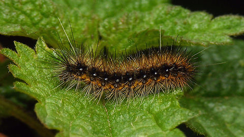 Arctia caja - Young caterpillar Around 12-14mm ...
Portrait here:
https://www.jungledragon.com/image/102318/arctia_caja_-_young_caterpillar_portrait.html Arctia,Arctia caja,Arctiina,Arctiinae,Arctiini,Caterpillar,Erebidae,Garden tiger moth,Geotagged,Lauwersmeer,Lepidoptera,Netherlands,Noctuoidea,nl: Grote beer
