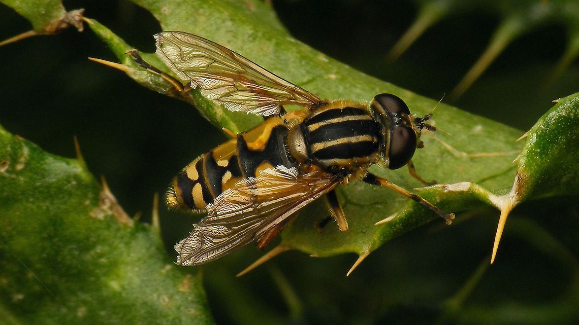 Helophilus pendulus - Worn  Brachycera,Diptera,Geotagged,Helophilus,Helophilus pendulus,Lauwersmeer,Netherlands,Syrphidae,nl: Gewone pendelzweefvlieg