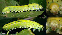 Cimbex connatus - Larva Nice phat larva of one of our largest Sawflies. Found it on a small Elm (Ulmus) actually, but it must have fallen out of the Alder tree (Alnus) above it.<br />
A day after finding and feeding it with leafs from the proper tree (Alnus) it started spinnig a cocoon:<br />
https://www.jungledragon.com/image/102547/cimbex_connatus_-_spinning_a_cocoon.html<br />
Took about a day to finish it:<br />
https://www.jungledragon.com/image/102548/cimbex_connatus_-_finished_cocoon.html<br />
 Cimbex,Cimbex connatus,Cimbicidae,Geotagged,Larva,Netherlands,Symphyta,nl: Elzenknotssprietbladwesp,sawfly larva
