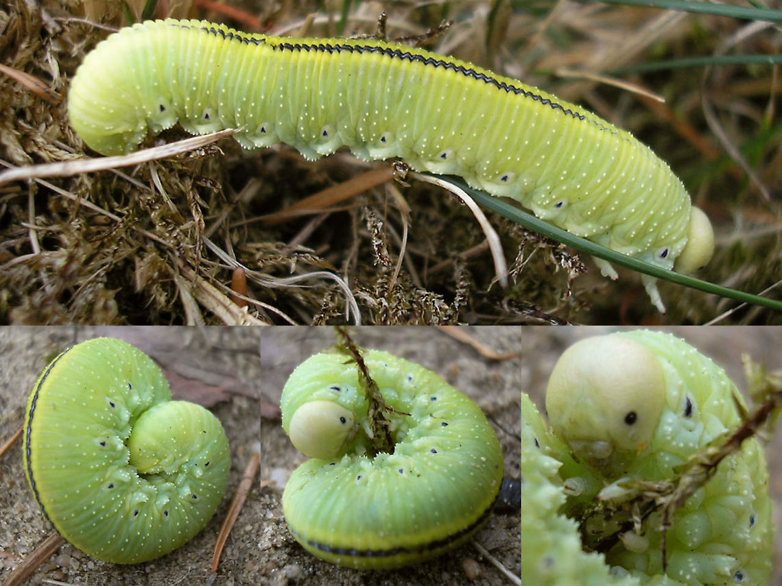 Cimbex femoratus - Larva Old collage (2006) of the only other Cimbex-larva I&#039;ve ever encountered, to complement today&#039;s find:<br />
<figure class="photo"><a href="https://www.jungledragon.com/image/102324/cimbex_connatus_-_larva.html" title="Cimbex connatus - Larva"><img src="https://s3.amazonaws.com/media.jungledragon.com/images/3043/102324_thumb.jpg?AWSAccessKeyId=05GMT0V3GWVNE7GGM1R2&Expires=1767225610&Signature=eh40MtQCk5GcsE4XAhzILdVjNxE%3D" width="200" height="114" alt="Cimbex connatus - Larva Nice phat larva of one of our largest Sawflies. Found it on a small Elm (Ulmus) actually, but it must have fallen out of the Alder tree (Alnus) above it.<br />
A day after finding and feeding it with leafs from the proper tree (Alnus) it started spinnig a cocoon:<br />
https://www.jungledragon.com/image/102547/cimbex_connatus_-_spinning_a_cocoon.html<br />
Took about a day to finish it:<br />
https://www.jungledragon.com/image/102548/cimbex_connatus_-_finished_cocoon.html<br />
 Cimbex,Cimbex connatus,Cimbicidae,Geotagged,Larva,Netherlands,Symphyta,nl: Elzenknotssprietbladwesp,sawfly larva" /></a></figure> Birch sawfly,Cimbex,Cimbex femoratus,Cimbicidae,Geotagged,Larva,Netherlands,Symphyta,nl: Berkenknotssprietbladwesp,sawfly larva
