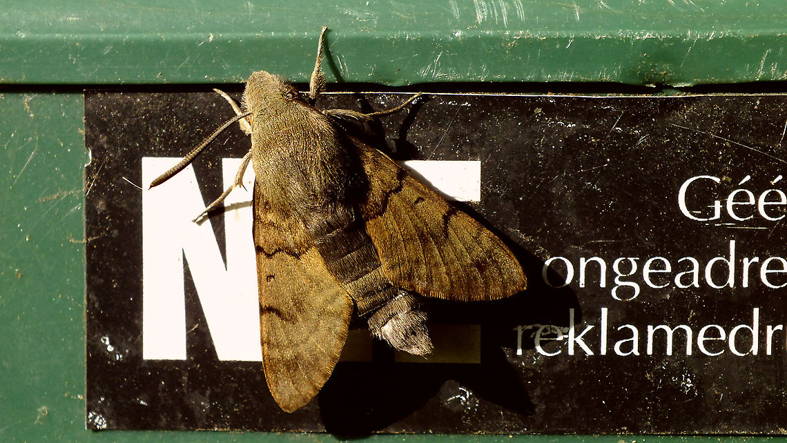 Macroglossum stellatarum - Resting This little gem was sitting on the mailbox waiting to welcome us home after a short holiday :o)<br />
Had seen one of these bumping about in the garden a week before, but didn't have an opportunity to take pictures, so here it is to complement the overview for <a href="https://www.jungledragon.com/tag/66925/janes_garden.html" title="Jane's garden" class="tag"><em>504</em>Jane's garden</a>  , as well as that there was no image with wings closed on JD jet ... Bombycoidea,Hummingbird hawk-moth,Jane's garden,Lepidoptera,Macroglossum,Macroglossum stellatarum,Sphingidae,Sphinx moth,nl: Kolibrievlinder