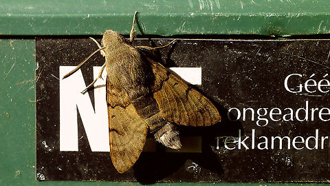Macroglossum stellatarum - Resting This little gem was sitting on the mailbox waiting to welcome us home after a short holiday :o)
Had seen one of these bumping about in the garden a week before, but didn't have an opportunity to take pictures, so here it is to complement the overview for https://www.jungledragon.com/tag/66925/janes_garden.html  , as well as that there was no image with wings closed on JD jet ... Bombycoidea,Hummingbird hawk-moth,Jane's garden,Lepidoptera,Macroglossum,Macroglossum stellatarum,Sphingidae,Sphinx moth,nl: Kolibrievlinder