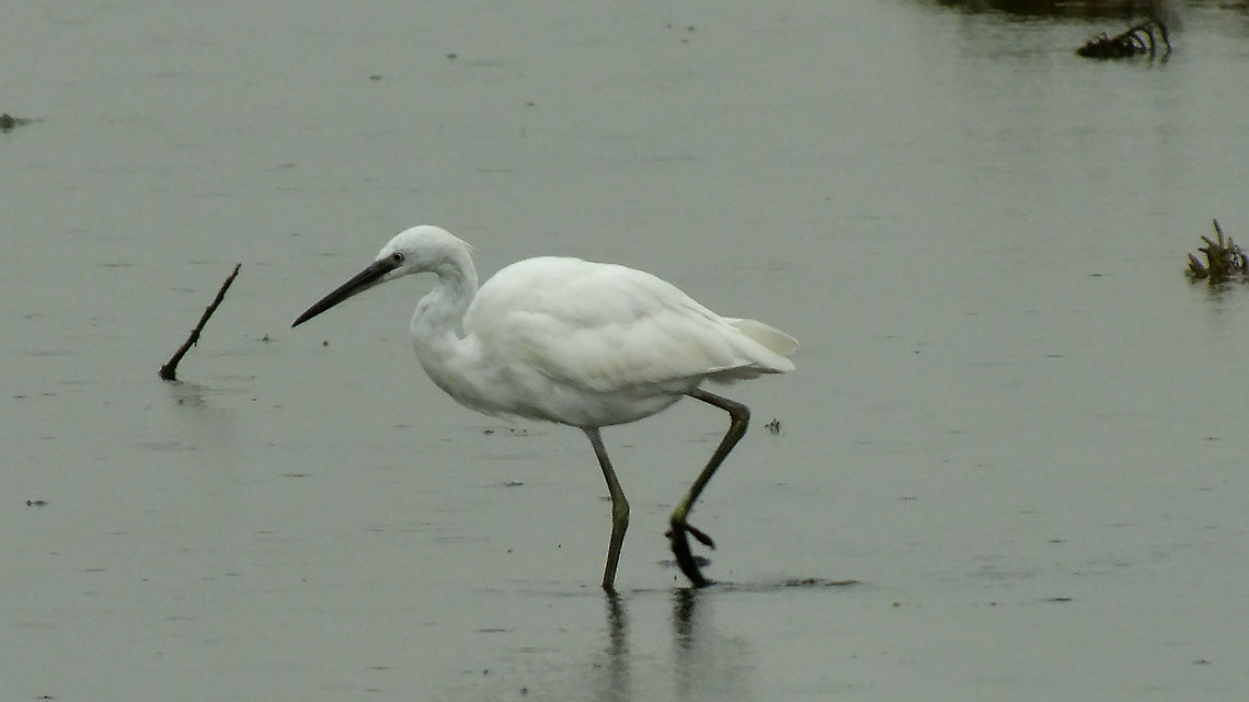 Egretta garzetta Okay, obviously I'm not a birder and not equipped for shooting images of birds ... this one was hardly 60 yards away and still rather disappointing, but hey - the species was still missing for the Netherlands on JD :o)  Egretta garzetta,Geotagged,Little Egret,Netherlands,nl: Kleine zilverreiger