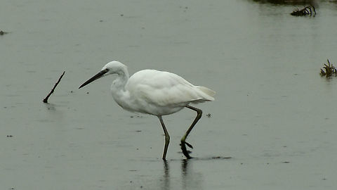 Egretta garzetta Okay, obviously I'm not a birder and not equipped for shooting images of birds ... this one was hardly 60 yards away and still rather disappointing, but hey - the species was still missing for the Netherlands on JD :o)  Egretta garzetta,Geotagged,Little Egret,Netherlands,nl: Kleine zilverreiger