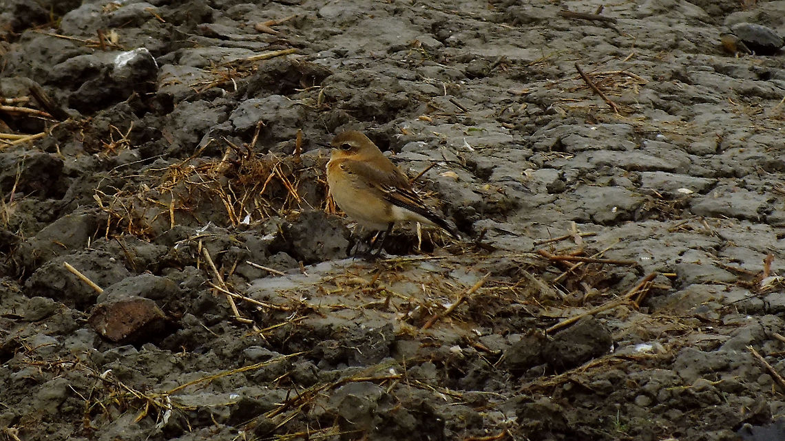 Oenanthe oenanthe Another *cough*"photo"*ahem* of a bird species still missing for NL on JD :o) Geotagged,Netherlands,Northern wheatear,Oenanthe oenanthe,nl: Tapuit