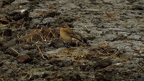 Oenanthe oenanthe Another *cough*"photo"*ahem* of a bird species still missing for NL on JD :o) Geotagged,Netherlands,Northern wheatear,Oenanthe oenanthe,nl: Tapuit