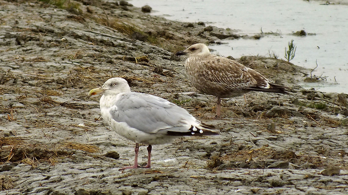 Larus argentatus - Grumpy ... and rightfully so ... drizzle all day. European Herring Gull,Geotagged,Larus,Larus argentatus,Netherlands,nl: Zilvermeeuw