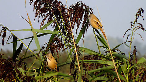 Panurus biarmicus - Two ladies Okay, no whimpy excuse for uploading these ... other than that I had never seen the species before ... Bearded reedling,Geotagged,Lauwersmeer,Netherlands,Panurus biarmicus,nl: Baardmannetje