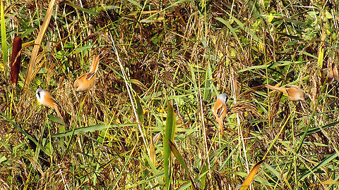 Panurus biarmicus - Two pairs Okay, no whimpy excuse for uploading these ... other than that I had never seen the species before ... Bearded reedling,Geotagged,Lauwersmeer,Netherlands,Panurus biarmicus,nl: Baardmannetje