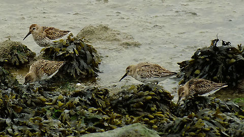 Calidris alpina Adding it for NL :o) Calidris,Calidris alpina,Dunlin,Geotagged,Netherlands,nl: Bonte strandloper
