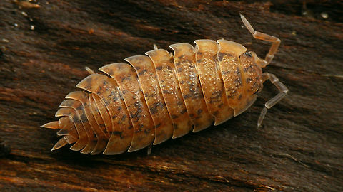 Porcellio scaber - Orange marmorated  Geotagged,Isopoda,Netherlands,Oniscidea,Porcellio,Porcellio scaber,Porcellionidae,Rough woodlouse,nl: Ruwe pissebed