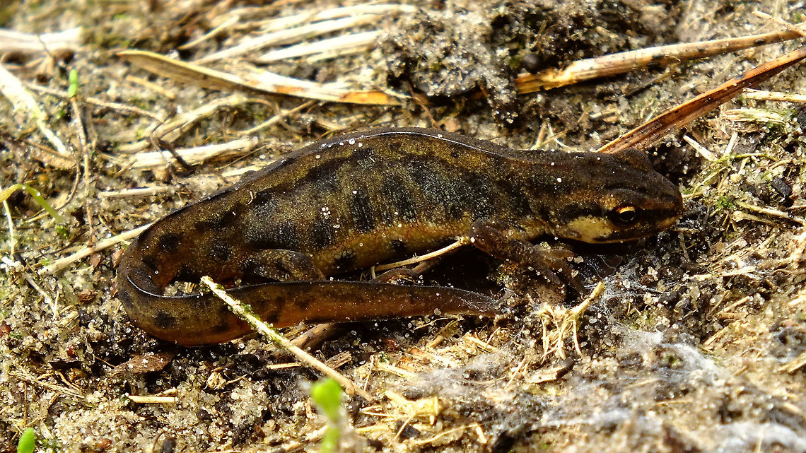 Lissotriton vulgaris  Amphibia,Common newt,Geotagged,Lissotriton,Lissotriton vulgaris,Netherlands,Salamandridae,Smooth Newt,Smooth newt,Triturus vulgaris,Urodela,nl: Kleine watersalamander