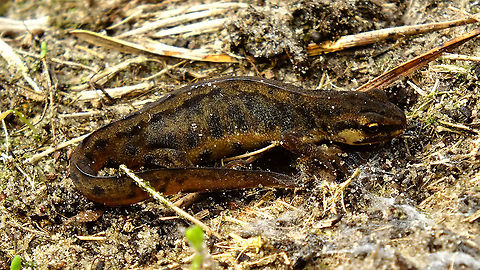 Lissotriton vulgaris  Amphibia,Common newt,Geotagged,Lissotriton,Lissotriton vulgaris,Netherlands,Salamandridae,Smooth Newt,Smooth newt,Triturus vulgaris,Urodela,nl: Kleine watersalamander