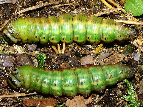 Sphinx pinastri - Prepupa Found this caterpillar in prepupa state (clearly ready to become a pupa) unprotected on the ground under a pine tree. Decided to take it home and give it shelter until next spring. Upon arriving at home it had already moulted to a fresh pupa, so I documented the colour turning brown:
https://www.jungledragon.com/image/102500/sphinx_pinastri_-_teneral_pupa_gaining_colour.html Caterpillar,Geotagged,Lepidoptera,Netherlands,Pine hawk-moth,Prepupa,Sphingidae,Sphinx,Sphinx pinastri,nl: Dennenpijlstaart