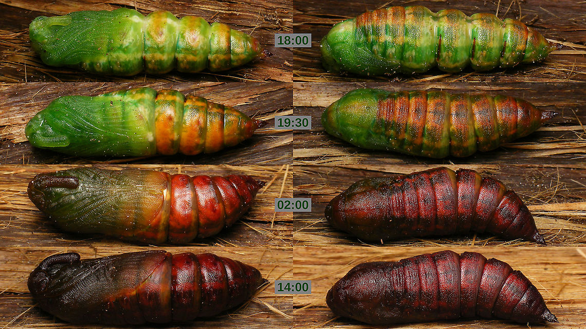 Sphinx pinastri - Teneral pupa gaining colour Found the caterpillar below in prepupa state (clearly ready to become a pupa) unprotected on the ground under a pine tree:<br />
<figure class="photo"><a href="https://www.jungledragon.com/image/102499/sphinx_pinastri_-_prepupa.html" title="Sphinx pinastri - Prepupa"><img src="https://s3.amazonaws.com/media.jungledragon.com/images/3043/102499_thumb.jpg?AWSAccessKeyId=05GMT0V3GWVNE7GGM1R2&Expires=1759968010&Signature=Q3k52hqssmMQkeNhy8PJ5jFF6FU%3D" width="200" height="150" alt="Sphinx pinastri - Prepupa Found this caterpillar in prepupa state (clearly ready to become a pupa) unprotected on the ground under a pine tree. Decided to take it home and give it shelter until next spring. Upon arriving at home it had already moulted to a fresh pupa, so I documented the colour turning brown:<br />
https://www.jungledragon.com/image/102500/sphinx_pinastri_-_teneral_pupa_gaining_colour.html Caterpillar,Geotagged,Lepidoptera,Netherlands,Pine hawk-moth,Prepupa,Sphingidae,Sphinx,Sphinx pinastri,nl: Dennenpijlstaart" /></a></figure><br />
Decided to take it home and give it shelter until next spring. Upon arriving at home it had already moulted to a fresh pupa, probably an hour or so earlier, so I documented the rest of the process of the colour turning brown from 18:00h to 14:00h the next day.<br />
<br />
Update (June 12th 2022): Sometime in the last week (2nd week of June 2022) the glorious moth finally emerged, healthy and well. Obviously, for some reason it had decided to &quot;skip&quot; a year - a phenomena known from more species of moths and beetles etc. We had been checking on it regularly and keeping its make shift home somewhat moist and it would always greet us by wiggling its tail a little, letting us know it was still alive and kicking. Last check was about a week before finding the emerged moth. 4K UHD,Lepidoptera,Netherlands,Pine hawk-moth,Pupa,Sphingidae,Sphinx,Sphinx pinastri,Teneral,nl: Dennenpijlstaart