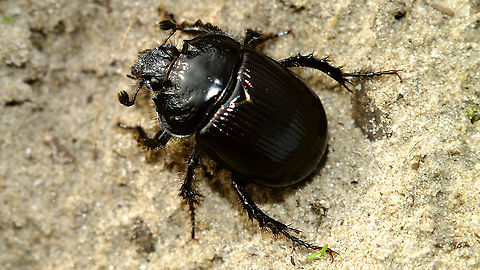 Typhaeus typhoeus - Female Nearby brood chambers:
https://www.jungledragon.com/image/102502/typhaeus_typhoeus_-_brood_chambers.html
https://www.jungledragon.com/image/102503/typhaeus_typhoeus_-_brood_chamber.html
Typical habitat:
https://www.jungledragon.com/image/102546/aekingerzand_-_kale_duinen.html Geotagged,Geotrupidae,Minotaur Beetle,Netherlands,Scarabaeoidea,Typhaeus,Typhaeus typhoeus,nl: Driehoornmestkever