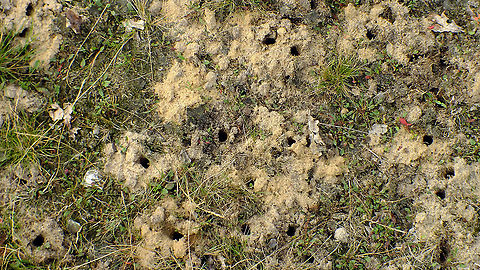 Typhaeus typhoeus - Brood chambers Single brood chamber here:
https://www.jungledragon.com/image/102503/typhaeus_typhoeus_-_brood_chamber.html
Nearby adult female beetle:
https://www.jungledragon.com/image/102501/typhaeus_typhoeus_-_female.html Brood chamber,Geotagged,Geotrupidae,Minotaur Beetle,Netherlands,Scarabaeoidea,Typhaeus,Typhaeus typhoeus,nl: Driehoornmestkever