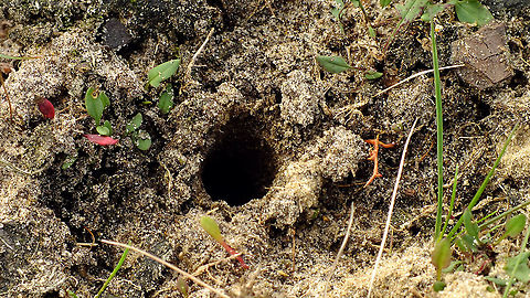 Typhaeus typhoeus - Brood chamber Overview of area with various brood chambers here:
https://www.jungledragon.com/image/102502/typhaeus_typhoeus_-_brood_chambers.html
Nearby adult female beetle:
https://www.jungledragon.com/image/102501/typhaeus_typhoeus_-_female.html Brood chamber,Geotagged,Geotrupidae,Minotaur Beetle,Netherlands,Scarabaeoidea,Typhaeus,Typhaeus typhoeus,nl: Driehoornmestkever