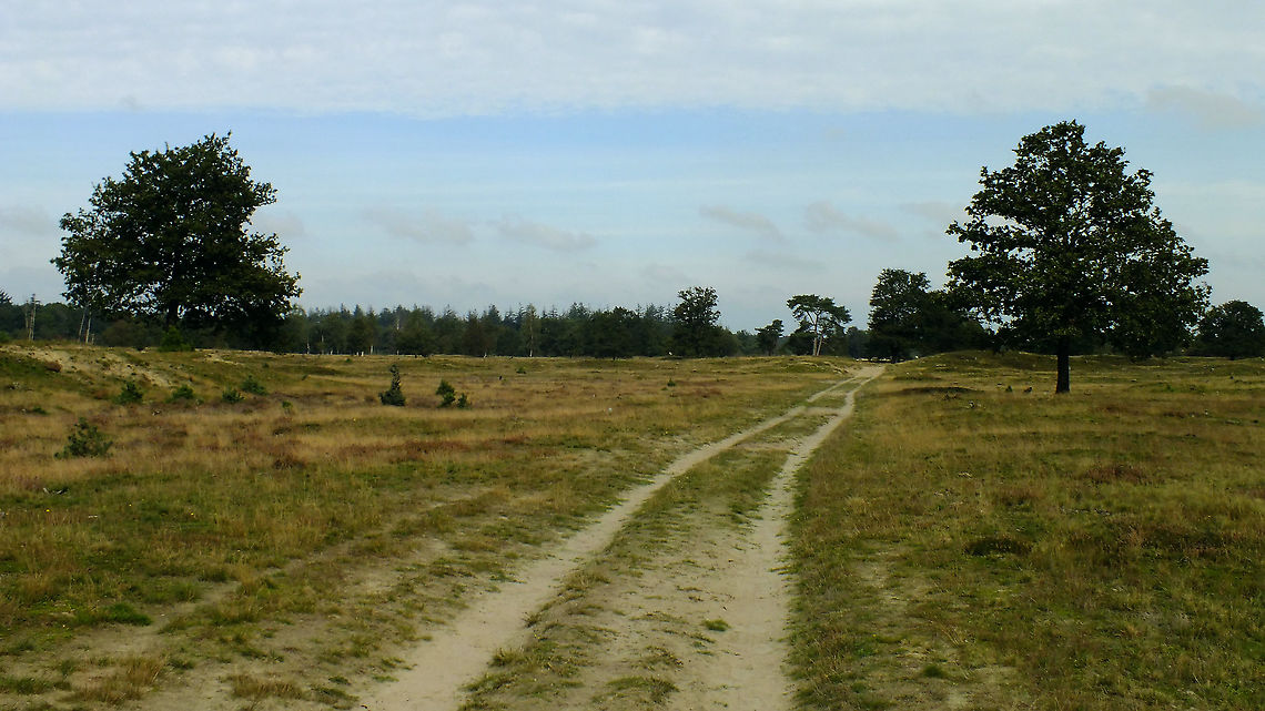 Aekingerzand - Kale duinen Perimeter of the Aekingerzand (aka Kale Duinen) in national park Drents-Friese Wold.<br />
It represents a typical habitat for the likes of the <a href="https://www.jungledragon.com/tag/70483/minotaur_beetle.html" title="Minotaur Beetle" class="tag"><em>5</em>Minotaur Beetle</a> Aekingerzand,Dirt road,Drents-Friese Wold,Geotagged,Habitat,Heathland,Kale duinen,Minotaur beetle,Netherlands,Typhaeus typhoeus,nl: Driehoornmestkever