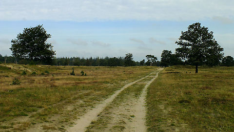 Aekingerzand - Kale duinen Perimeter of the Aekingerzand (aka Kale Duinen) in national park Drents-Friese Wold.
It represents a typical habitat for the likes of the https://www.jungledragon.com/tag/70483/minotaur_beetle.html Aekingerzand,Dirt road,Drents-Friese Wold,Geotagged,Habitat,Heathland,Kale duinen,Minotaur beetle,Netherlands,Typhaeus typhoeus,nl: Driehoornmestkever
