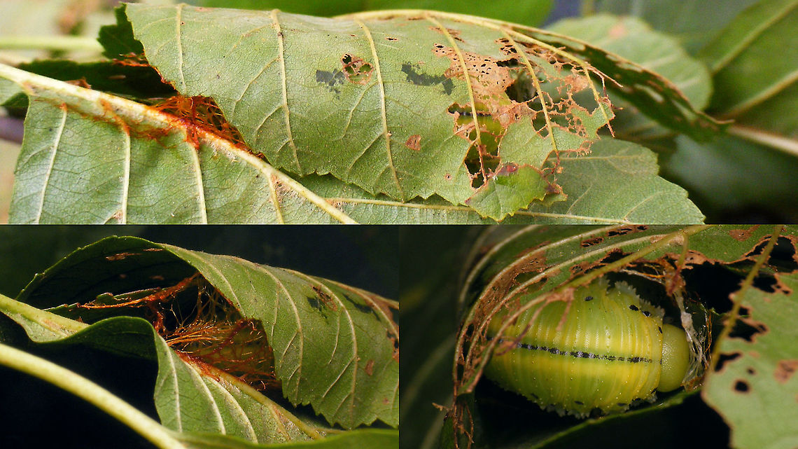 Cimbex connatus - Spinning a cocoon After finding the larva on Elm, taking it home to identify it (I didn't know of any Cimbex living on Elm) and finding that I should offer it Alnus for further feeding, it pretty much went ahead and started spinning a cocoon in the Alnus leafs the next day.<br />
Original larva here:<br />
<figure class="photo"><a href="https://www.jungledragon.com/image/102324/cimbex_connatus_-_larva.html" title="Cimbex connatus - Larva"><img src="https://s3.amazonaws.com/media.jungledragon.com/images/3043/102324_thumb.jpg?AWSAccessKeyId=05GMT0V3GWVNE7GGM1R2&Expires=1770854410&Signature=va6nD2i%2Bm6f4HEw%2BYSjmhD3Re28%3D" width="200" height="114" alt="Cimbex connatus - Larva Nice phat larva of one of our largest Sawflies. Found it on a small Elm (Ulmus) actually, but it must have fallen out of the Alder tree (Alnus) above it.<br />
A day after finding and feeding it with leafs from the proper tree (Alnus) it started spinnig a cocoon:<br />
https://www.jungledragon.com/image/102547/cimbex_connatus_-_spinning_a_cocoon.html<br />
Took about a day to finish it:<br />
https://www.jungledragon.com/image/102548/cimbex_connatus_-_finished_cocoon.html<br />
 Cimbex,Cimbex connatus,Cimbicidae,Geotagged,Larva,Netherlands,Symphyta,nl: Elzenknotssprietbladwesp,sawfly larva" /></a></figure><br />
Finished cocoon here:<br />
<figure class="photo"><a href="https://www.jungledragon.com/image/102548/cimbex_connatus_-_finished_cocoon.html" title="Cimbex connatus - Finished cocoon"><img src="https://s3.amazonaws.com/media.jungledragon.com/images/3043/102548_thumb.jpg?AWSAccessKeyId=05GMT0V3GWVNE7GGM1R2&Expires=1770854410&Signature=ZlwgFRo6wUAhYL4LgB0zMaYq9Ms%3D" width="200" height="114" alt="Cimbex connatus - Finished cocoon Cocoon spun by the larva previously documented in these images:<br />
https://www.jungledragon.com/image/102324/cimbex_connatus_-_larva.html<br />
https://www.jungledragon.com/image/102547/cimbex_connatus_-_spinning_a_cocoon.html Cimbex,Cimbex connatus,Cimbicidae,Cocoon,Geotagged,Large Alder Sawfly,Larva,Netherlands,Symphyta,nl: Elzenknotssprietbladwesp,sawfly larva" /></a></figure> Cimbex,Cimbex connatus,Cimbicidae,Cocoon,Geotagged,Large Alder Sawfly,Larva,Netherlands,Symphyta,nl: Elzenknotssprietbladwesp,sawfly larva