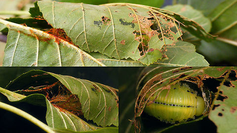 Cimbex connatus - Spinning a cocoon After finding the larva on Elm, taking it home to identify it (I didn't know of any Cimbex living on Elm) and finding that I should offer it Alnus for further feeding, it pretty much went ahead and started spinning a cocoon in the Alnus leafs the next day.
Original larva here:
https://www.jungledragon.com/image/102324/cimbex_connatus_-_larva.html
Finished cocoon here:
https://www.jungledragon.com/image/102548/cimbex_connatus_-_finished_cocoon.html Cimbex,Cimbex connatus,Cimbicidae,Cocoon,Geotagged,Large Alder Sawfly,Larva,Netherlands,Symphyta,nl: Elzenknotssprietbladwesp,sawfly larva