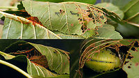 Cimbex connatus - Spinning a cocoon After finding the larva on Elm, taking it home to identify it (I didn't know of any Cimbex living on Elm) and finding that I should offer it Alnus for further feeding, it pretty much went ahead and started spinning a cocoon in the Alnus leafs the next day.<br />
Original larva here:<br />
https://www.jungledragon.com/image/102324/cimbex_connatus_-_larva.html<br />
Finished cocoon here:<br />
https://www.jungledragon.com/image/102548/cimbex_connatus_-_finished_cocoon.html Cimbex,Cimbex connatus,Cimbicidae,Cocoon,Geotagged,Large Alder Sawfly,Larva,Netherlands,Symphyta,nl: Elzenknotssprietbladwesp,sawfly larva
