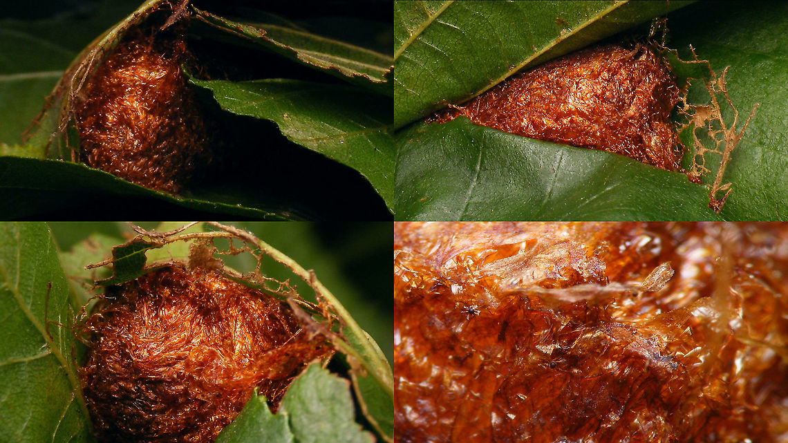 Cimbex connatus - Finished cocoon Cocoon spun by the larva previously documented in these images:<br />
<figure class="photo"><a href="https://www.jungledragon.com/image/102324/cimbex_connatus_-_larva.html" title="Cimbex connatus - Larva"><img src="https://s3.amazonaws.com/media.jungledragon.com/images/3043/102324_thumb.jpg?AWSAccessKeyId=05GMT0V3GWVNE7GGM1R2&Expires=1759968010&Signature=enLwqXT%2FlVhvxe6PatGtg%2FxL2Pw%3D" width="200" height="114" alt="Cimbex connatus - Larva Nice phat larva of one of our largest Sawflies. Found it on a small Elm (Ulmus) actually, but it must have fallen out of the Alder tree (Alnus) above it.<br />
A day after finding and feeding it with leafs from the proper tree (Alnus) it started spinnig a cocoon:<br />
https://www.jungledragon.com/image/102547/cimbex_connatus_-_spinning_a_cocoon.html<br />
Took about a day to finish it:<br />
https://www.jungledragon.com/image/102548/cimbex_connatus_-_finished_cocoon.html<br />
 Cimbex,Cimbex connatus,Cimbicidae,Geotagged,Larva,Netherlands,Symphyta,nl: Elzenknotssprietbladwesp,sawfly larva" /></a></figure><br />
<figure class="photo"><a href="https://www.jungledragon.com/image/102547/cimbex_connatus_-_spinning_a_cocoon.html" title="Cimbex connatus - Spinning a cocoon"><img src="https://s3.amazonaws.com/media.jungledragon.com/images/3043/102547_thumb.jpg?AWSAccessKeyId=05GMT0V3GWVNE7GGM1R2&Expires=1759968010&Signature=lGTJQnodFL2ENveSeJKYiasrf0k%3D" width="200" height="114" alt="Cimbex connatus - Spinning a cocoon After finding the larva on Elm, taking it home to identify it (I didn&#039;t know of any Cimbex living on Elm) and finding that I should offer it Alnus for further feeding, it pretty much went ahead and started spinning a cocoon in the Alnus leafs the next day.<br />
Original larva here:<br />
https://www.jungledragon.com/image/102324/cimbex_connatus_-_larva.html<br />
Finished cocoon here:<br />
https://www.jungledragon.com/image/102548/cimbex_connatus_-_finished_cocoon.html Cimbex,Cimbex connatus,Cimbicidae,Cocoon,Geotagged,Large Alder Sawfly,Larva,Netherlands,Symphyta,nl: Elzenknotssprietbladwesp,sawfly larva" /></a></figure> Cimbex,Cimbex connatus,Cimbicidae,Cocoon,Geotagged,Large Alder Sawfly,Larva,Netherlands,Symphyta,nl: Elzenknotssprietbladwesp,sawfly larva