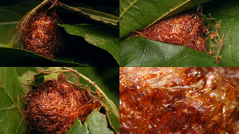 Cimbex connatus - Finished cocoon Cocoon spun by the larva previously documented in these images:
https://www.jungledragon.com/image/102324/cimbex_connatus_-_larva.html
https://www.jungledragon.com/image/102547/cimbex_connatus_-_spinning_a_cocoon.html Cimbex,Cimbex connatus,Cimbicidae,Cocoon,Geotagged,Large Alder Sawfly,Larva,Netherlands,Symphyta,nl: Elzenknotssprietbladwesp,sawfly larva