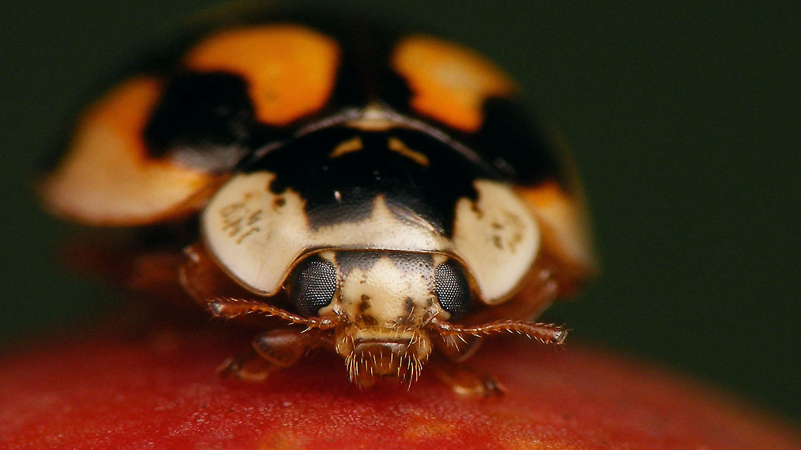 Adalia decempunctata - Mugshot  Adalia,Adalia decempunctata,Adalia decempunctata f. decempustulata,Coccinellidae,Coccinellinae,Coleoptera,Jane's garden,Ladybird,Ten-spot Ladybird,Ten-spotted Ladybird,Ten-spotted lady beetle,nl: Tienstippelig lieveheersbeestje