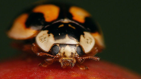 Adalia decempunctata - Mugshot  Adalia,Adalia decempunctata,Adalia decempunctata f. decempustulata,Coccinellidae,Coccinellinae,Coleoptera,Jane's garden,Ladybird,Ten-spot Ladybird,Ten-spotted Ladybird,Ten-spotted lady beetle,nl: Tienstippelig lieveheersbeestje