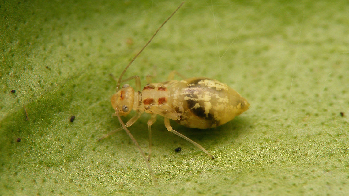 Graphopsocus cruciatus - Nymph  Graphopsocus,Graphopsocus cruciatus,Jane's garden,Nymph,Psocoptera,Stenopsocidae