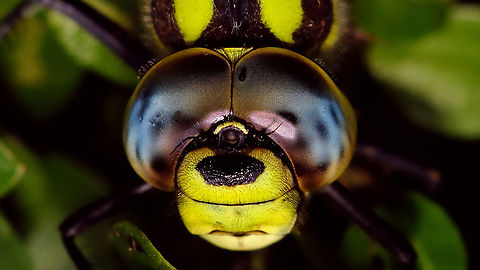 Aeshna cyanea - Portrait Full critter here:
https://www.jungledragon.com/image/102647/aeshna_cyanea_-_male.html Aeshna,Aeshna cyanea,Aeshnidae,Jane's garden,Odonata,Southern Hawker,compound eyes,nl: Blauwe glazenmaker